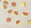 A．La．Carudou - Flake seal - Castella